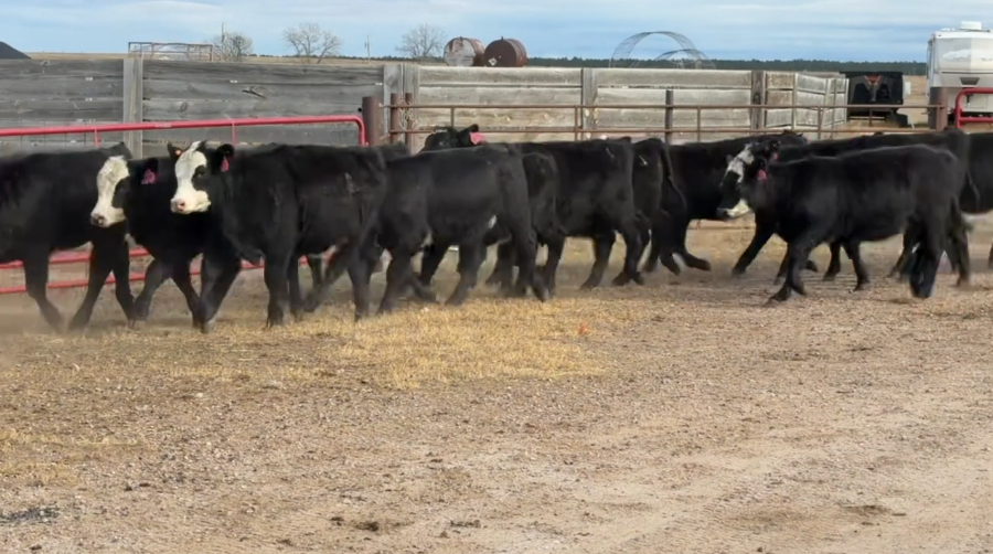 FANCY F1 breeding heifers, 590 LBS, BANGS VACCINATED, READY TO SHIP!- BS1120H5